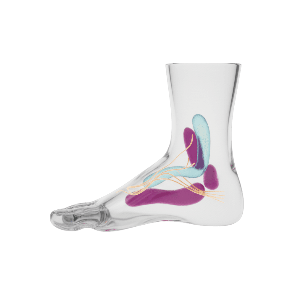 Anatomical rendering of the foot